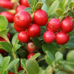 брусника red pearl / ред перл