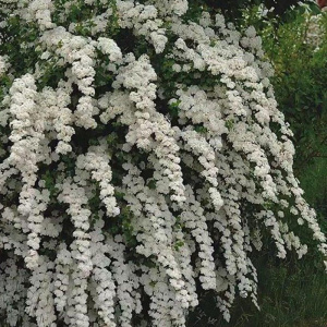 спирея ниппонская june bride / spiraea nipponica june bride