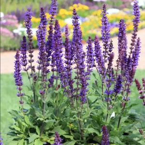 шалфей дубравный / salvia nemorosa salvatore blue