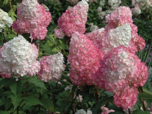 гортензия метельчатая  touch of pink