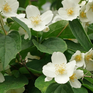 чубушник венечный / philadelphus coronarius