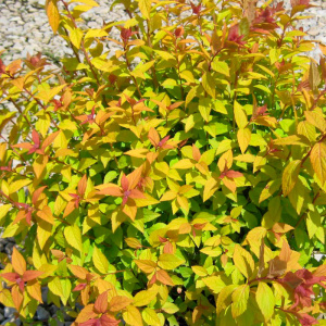 спирея японская firelight / spiraea japonica firelight