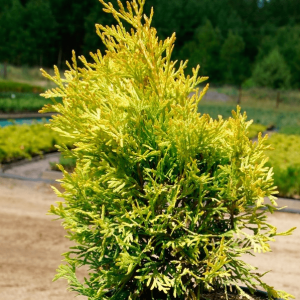 туя западная голден энн / thuja occ. golden anne