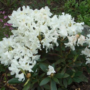 рододендрон cunningham's white / каннингемс уайт