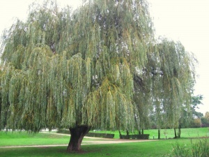 ива серебристая (белая) / salix alba argentea