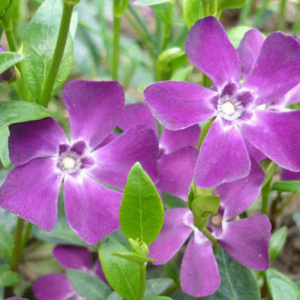 барвинок малый atropurpurea