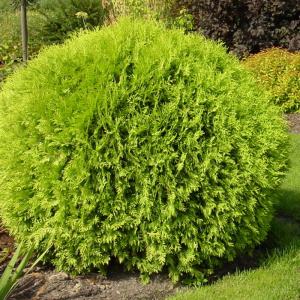 туя западная селена / thuja occ. selena