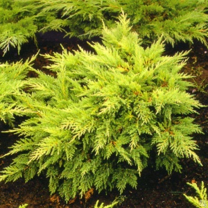 можжевельник средний mordigan gold / juniperus pfitzeriana mordigan gold