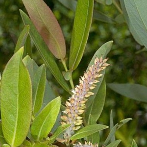 ива проликса / salix prolixa