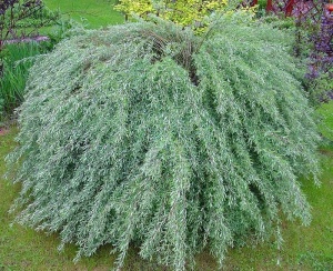 ива ледебура / salix ledebouriana