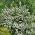 спирея ниппонская halward`s silver / spiraea nipponica halward`s silver
