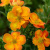 лапчатка кустарниковая orangissima