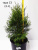 _Туя западная Смарагд / Thuja occidentalis Smaragd _туя западная смарагд / thuja occidentalis smaragd