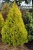 Туя западная Европа Голд / Thuja occidentalis Europa Gold туя западная европа голд / thuja occidentalis europa gold