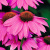 Эхинацея Pow Wow Wild Berry эхинацея pow wow wild berry