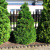 Туя западная Холмструп / Thuja occidentalis Holmstrup туя западная холмструп / thuja occidentalis holmstrup