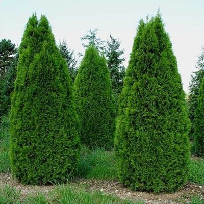 _туя западная смарагд / thuja occidentalis smaragd