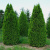 _Туя западная Смарагд / Thuja occidentalis Smaragd _туя западная смарагд / thuja occidentalis smaragd