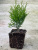 _Туя западная Смарагд / Thuja occidentalis Smaragd _туя западная смарагд / thuja occidentalis smaragd