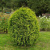 туя западная вагнери / thuja occ. wagneri