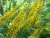 Бузульник Пржевальского / Ligularia przewalskii бузульник пржевальского / ligularia przewalskii