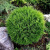 Туя западная Tини Тим / Thuja occidentalis Tiny Tim туя западная tини тим / thuja occidentalis tiny tim