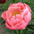 Пион межвидовый гибрид Pink Hawaiian Coral пион межвидовый гибрид pink hawaiian coral