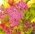 спирея японская goldflame / spiraea japonica goldflame
