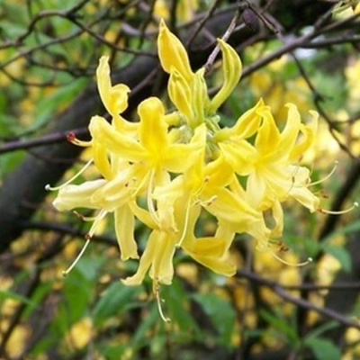 рододендрон жёлтый / luteum