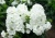 Флокс метельчатый White флокс метельчатый white