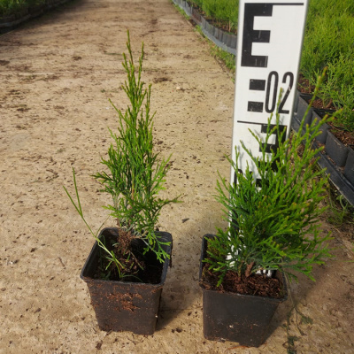 _туя западная смарагд / thuja occidentalis smaragd