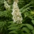 Рябинник рябинолистный Сэм рябинник рябинолистный сэм