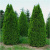 _Туя западная Смарагд / Thuja occidentalis Smaragd _туя западная смарагд / thuja occidentalis smaragd