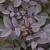 Роза сизая / Rosa glauca роза сизая / rosa glauca