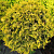 туя западная голден глоб / thuja occidentalis golden globe