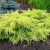 Можжевельник средний Old Gold / Juniperus pfitzeriana Old Gold можжевельник средний old gold / juniperus pfitzeriana old gold