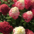 Гортензия метельчатая Gardenlights Redlight гортензия метельчатая gardenlights redlight