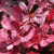 Барбарис Тунберга «Rose Glow» барбарис тунберга «rose glow»