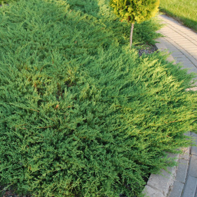 можжевельник горизонтальный andorra compactа /  juniperus horizontalis andorra compactа