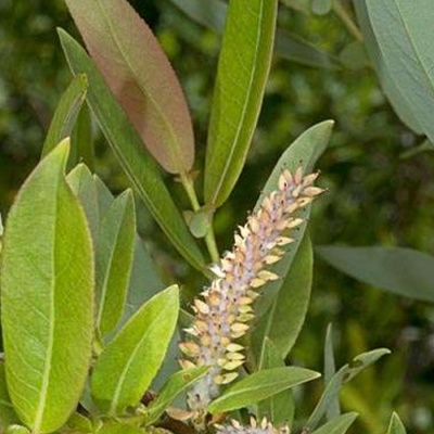 ива проликса / salix prolixa