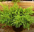 можжевельник средний голд стар / juniperus pfitzeriana gold star 