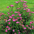 спирея японская anthony waterer / spiraea japonica anthony waterer