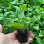 Гортензия метельчатая Gardenlights Redlight гортензия метельчатая gardenlights redlight