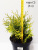 туя западная голден глоб / thuja occidentalis golden globe