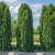 Туя западная Колумна / Thuja occ. Cоlumna туя западная колумна / thuja occ. cоlumna