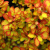 Барбарис Тунберга "Summer Sunset" барбарис тунберга "summer sunset"