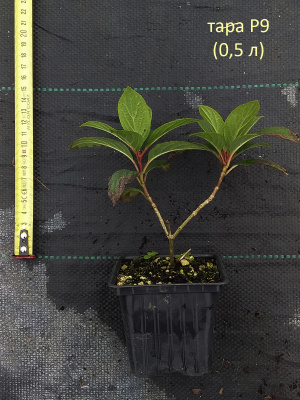 гортензия метельчатая summer snow