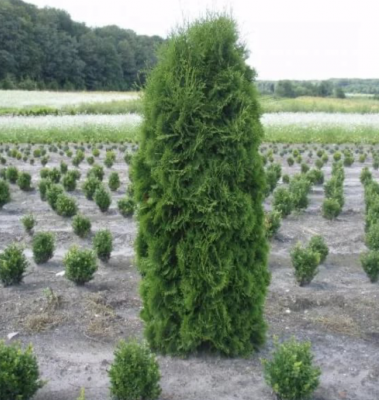 туя западная колумна  / thuja occ. cоlumna