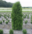 Туя западная Колумна / Thuja occ. Cоlumna туя западная колумна / thuja occ. cоlumna