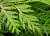 _Туя западная Смарагд / Thuja occidentalis Smaragd _туя западная смарагд / thuja occidentalis smaragd